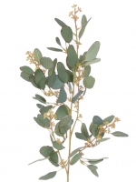 Eucalyptustak 65cm - UV bestendig